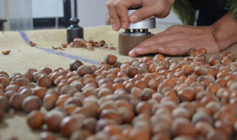 Fındık üreticinin elinden çıkınca değerlendi