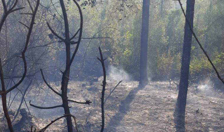 Osmaniye'de orman yangını