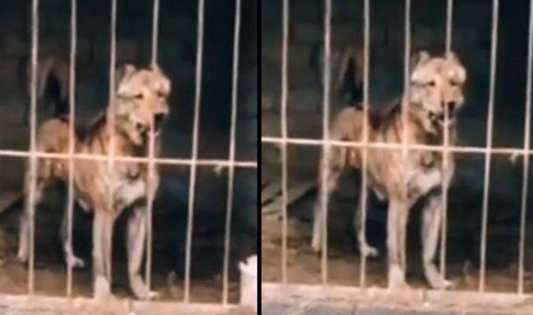Kurt ile kangalı çiftleştirdiler! Yeni cins duruşu ile dikkat çekiyor