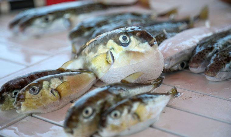 ‘Balon balığı zehri birkaç dakikada öldürüyor, hayatta kalanların felç ve koma riski var’