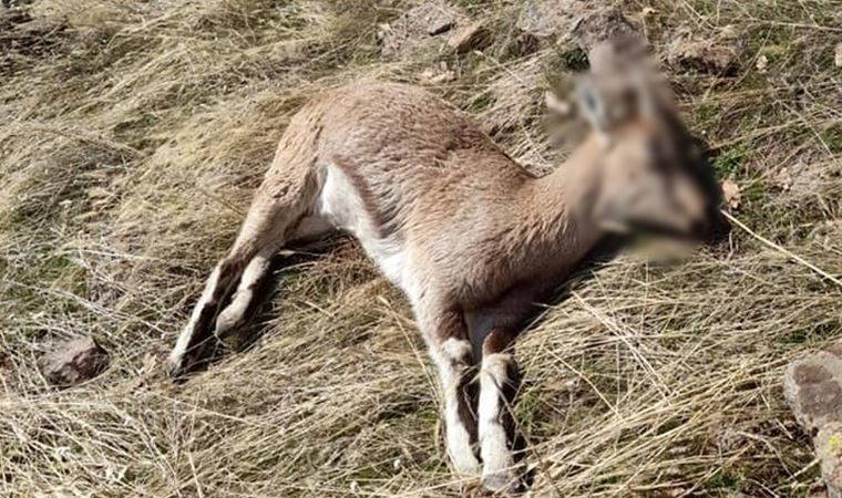 Tunceli'de koruma altındaki 7 yaban keçisi ölü bulundu