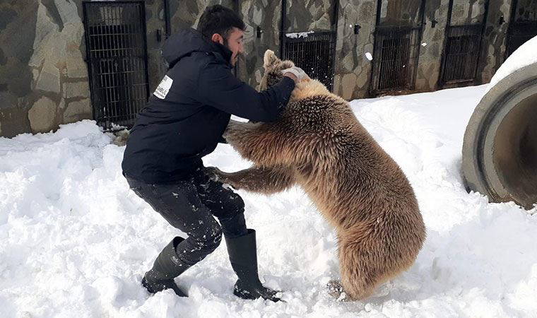 Karın keyfini çıkaran ayı, bakıcısıyla güreş tuttu