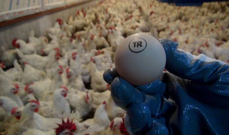 Yumurta üreticisinde ‘gezen tavuk yumurtası’ uyarısı