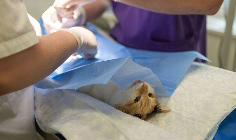 Geleceğin kadın veteriner hekimlerine STEM desteği