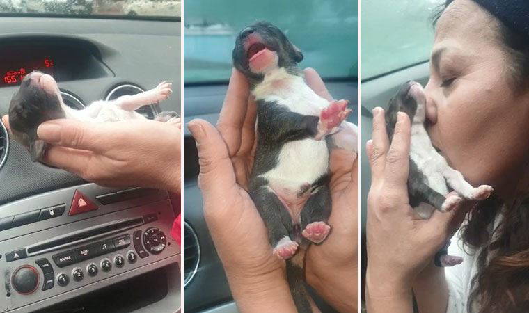 Esenyurt'ta donmak üzere olan yavru köpeği araç klimasında ısıtarak kurtardılar