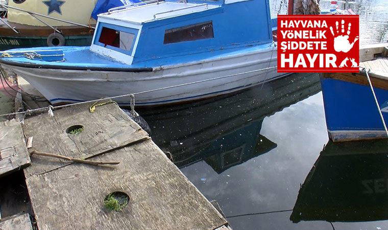 Küçükçekmece Gölü'nde iple bağlanmış halde köpek cesedi bulundu