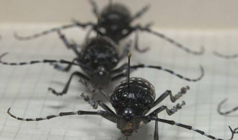 Ağaçlarda teke böceği tehlikesi: 2 ayda 180 ağaç kesildi