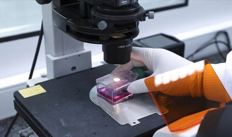 ABD'li uzmanlar karaciğerde onarımı ve yenilenmeyi sağlayan hücreleri ve yerlerini tespit etti