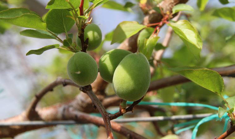 Daha önce yere dökülüyordu, şimdi kilosu 100 TL'den satılıyor