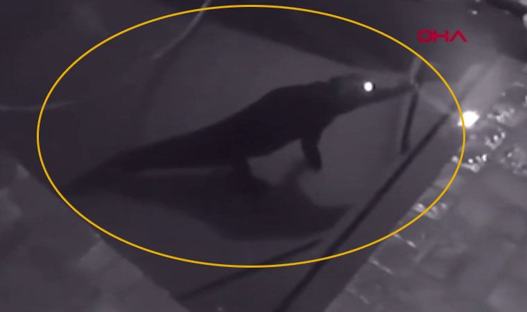 Güney Afrika’da havuzda timsah şoku