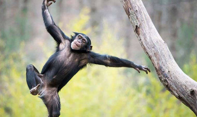 'ÖN MÜZİK' ÖRNEKLERİ