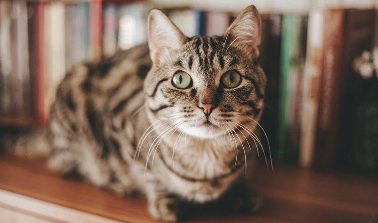 Koronavirüsün mutasyonlu hali: Kedilerde görülen FIP hastalığı nedir?