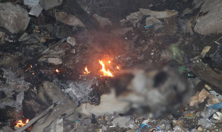 Ankara'da, çöplükte yanmış köpek ölüsü bulundu