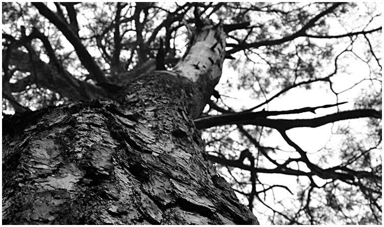 Sırrı, yasası, şarkısıyla; ‘ağaç’! Arife Kalender'in yazısı...