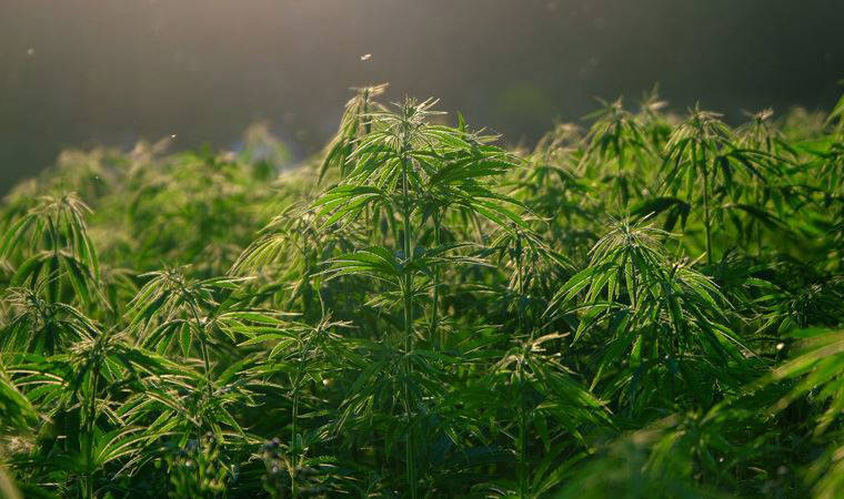 Meksika’da esrar yasağı kaldırılıyor