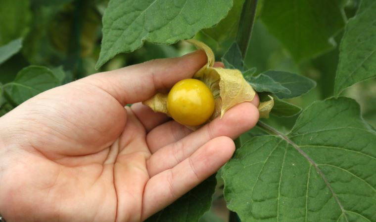 Altın çileğin kilosu 150 liradan satılıyor: Dünyanın en zengin lif oranına sahip