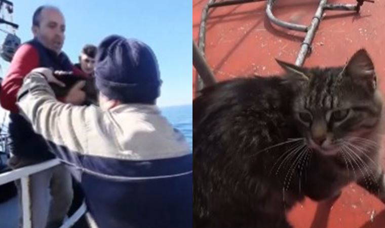 Zonguldak'ta kaybolan kedi Tekirdağ'a giderken bulundu: Tekneye binmiş