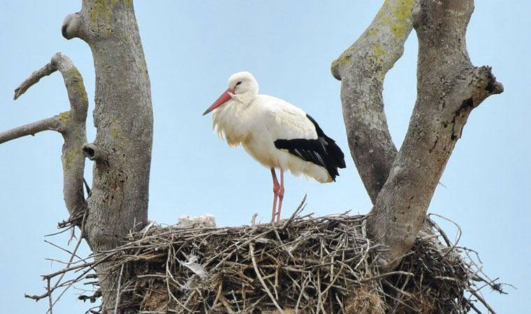 Kızılırmak Deltası, leyleklerle şenlendi