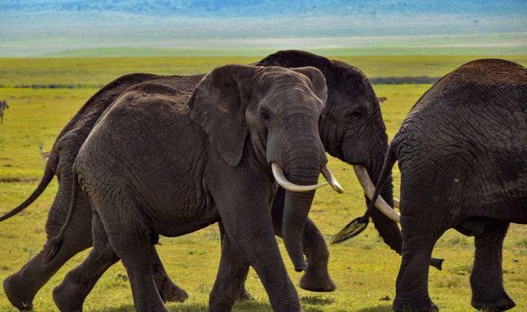 31 yaşındaki filin 12 yıl önce kendisini tedavi eden veterineri tanıdığı anlar