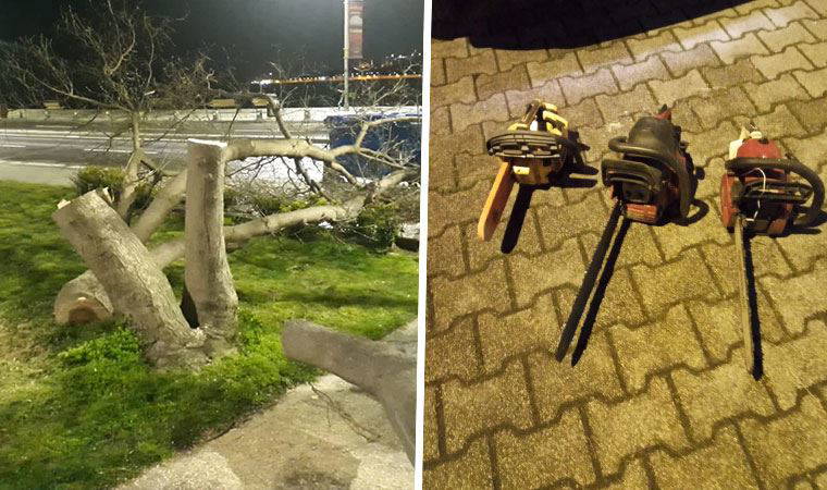 Kız Kulesi'nin karşısındaki ağaçları keserken suçüstü yakalandılar