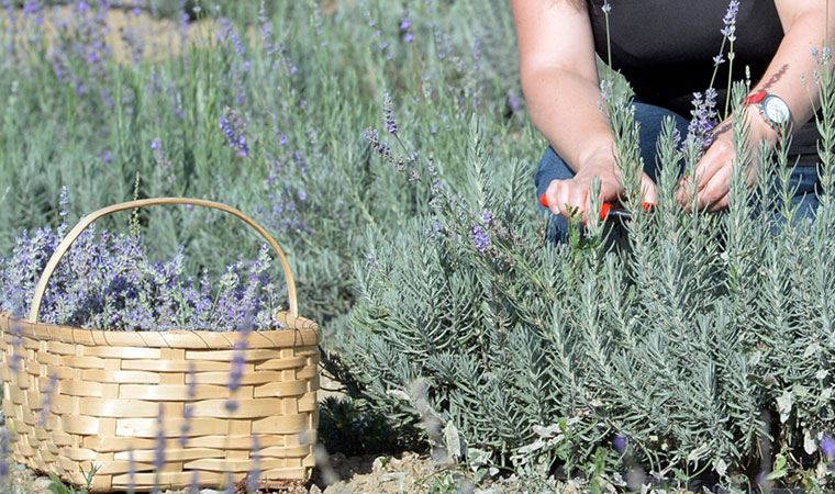 Araştırmaya göre, bitkiler ile insanlar arasında iletişim sağlamak mümkün