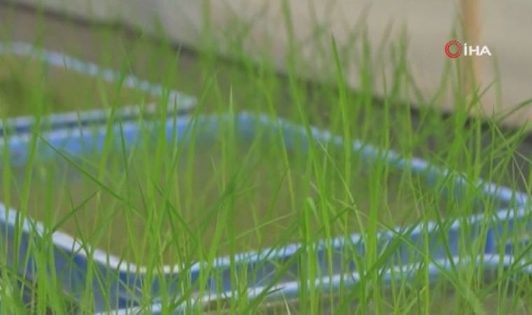 Uzaydan Çin’e getirilen çeltik tohumları filizlendi