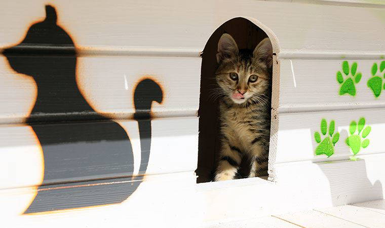 Site bahçesinde 'kedi bakma' kavgasında emsal karar