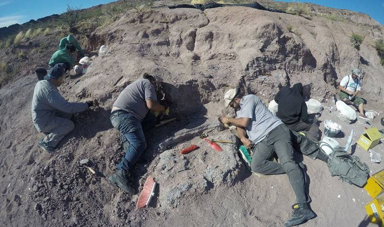 Arjantin'de titanozor fosili bulundu: Türünün en eski örneği olabilir