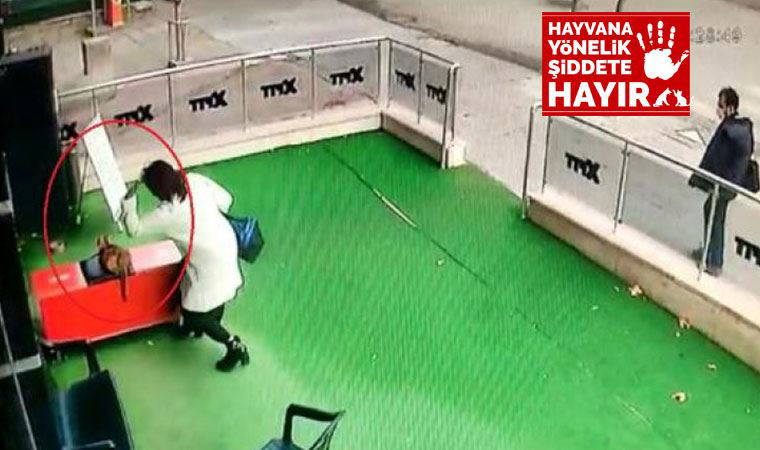 Ankara'da hamile kediye şiddet uygulayan kadının cezası belli oldu