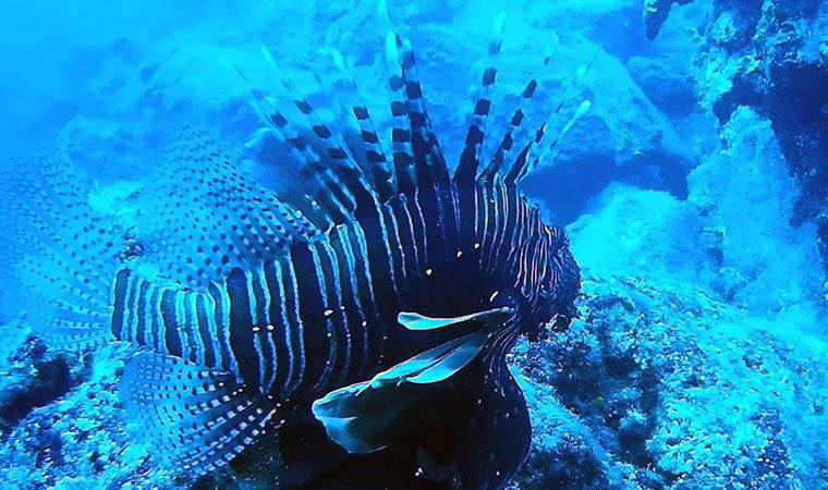 Akdeniz'de aslan balığı sürüsü görüntülendi