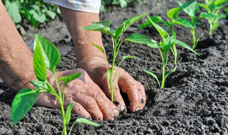 Bornova Belediyesi'nden vatandaşlara 30 bin sebze fidanı