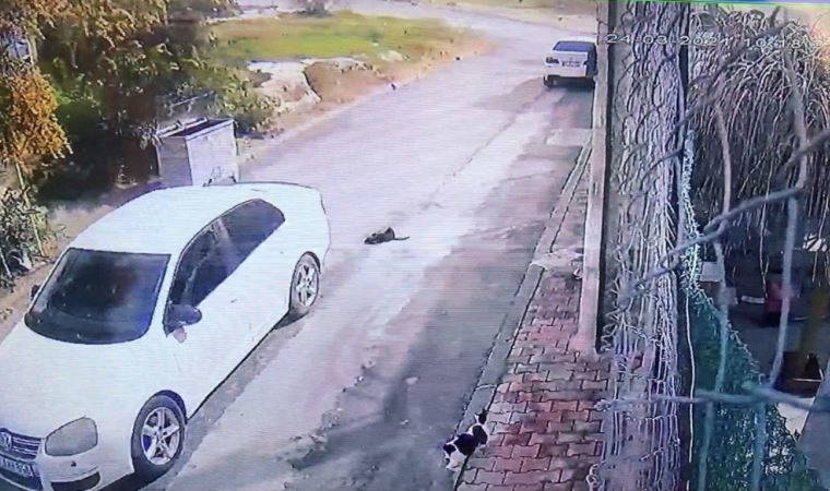 Kediyi ezerek öldürdü, hiçbir şey olmamış gibi yoluna devam etti
