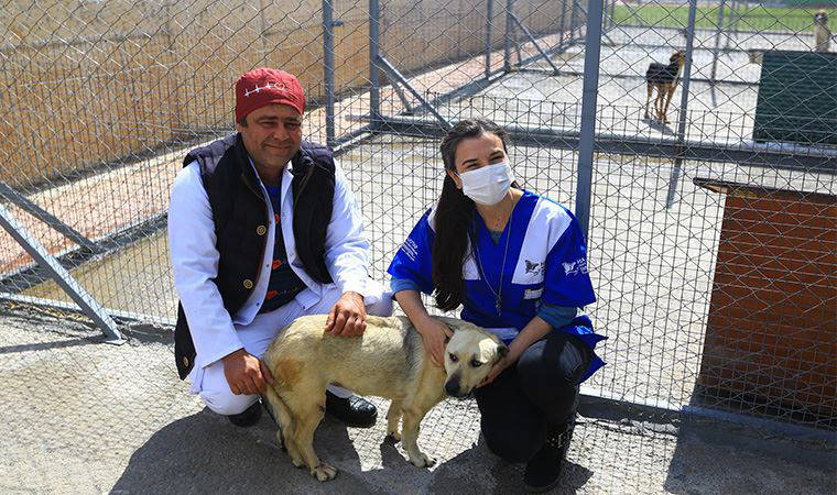 Vücudunda saçmalarla bulunan köpek sağlığına kavuştu