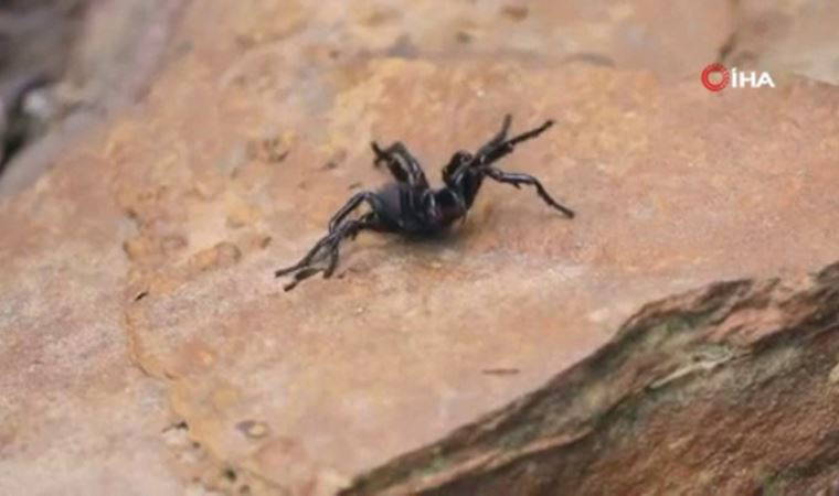 Avustralya’da ölümcül 