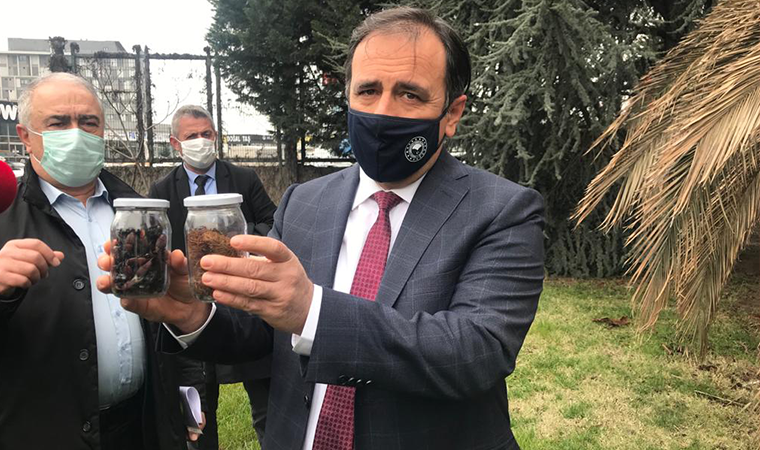 İstanbul'daki palmiye ağaçları 'kırmızı böcek' tehlikesi altında