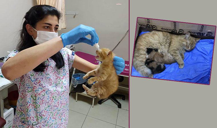 Anne kedi, yavrularını doktora götürdü