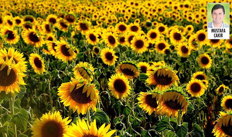 Dolar, ayçiçeğinde net ithalatçı olan Türkiye’yi vuracak