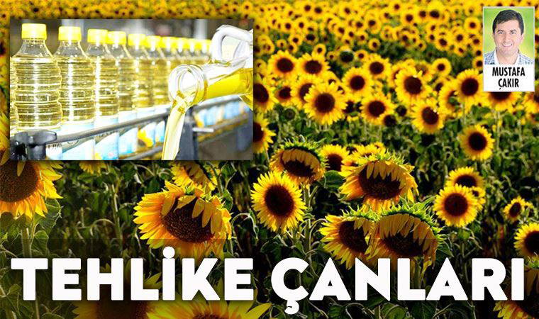 Dolar, ayçiçeğinde net ithalatçı olan Türkiye’yi vuracak