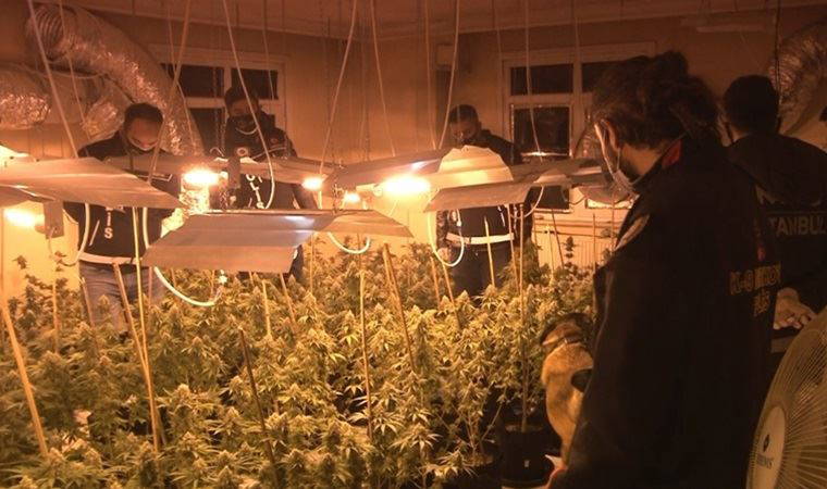 Avcılar’da narkotik operasyonu: 1 Milyon liralık uyuşturucu serası bulundu