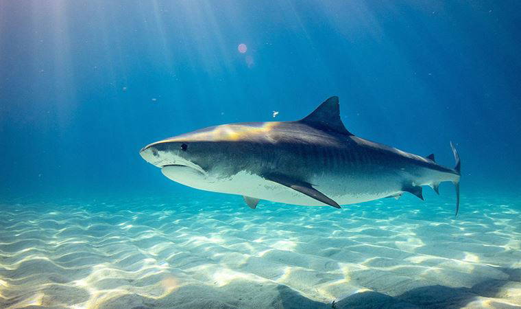 Yeni Zelanda'da 3 köpek balığı türünün 