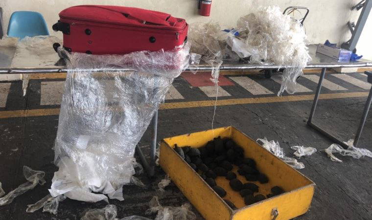 Bir yolcunun valizinde 185 yavru kaplumbağa ele geçirildi