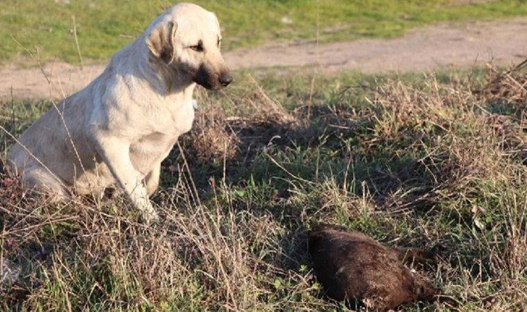 Edirne'de 8 yavru köpek yakılarak öldürülmüş halde bulundu