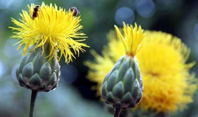 Kuşadası'nın endemik bitkisi ‘tülüşah' koruma altında