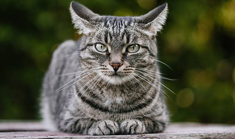 Fethiye'de kedilere zarar veren jiletli tellerin kullanımı yasaklandı