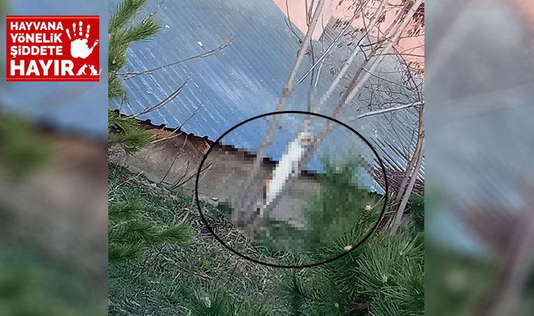 Lise bahçesindeki ağaca iple asılmış kedi bulundu