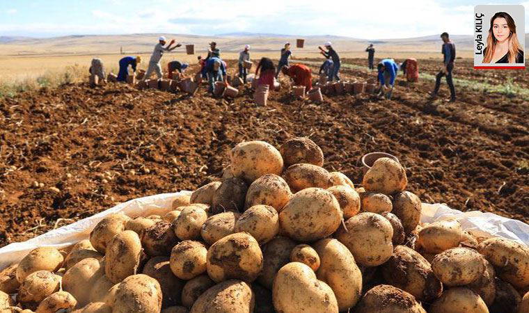 Erdoğan’ın patates ve soğan kararından üreticiler memnun değil
