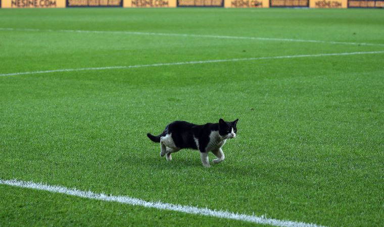 Kadıköy’deki maçta sahaya kedi girdi