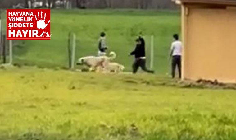 Sokak köpeklerini önce dövüştürdüler, sonra sopayla dövdüler