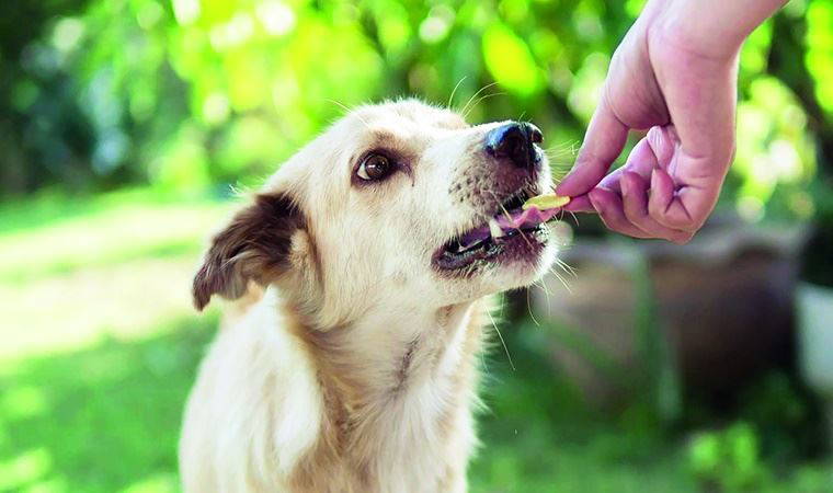 Sokak hayvanları için neler yapılabilir?