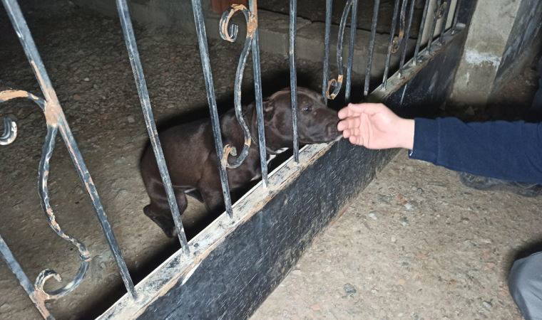Veteriner teknikerinin bahçesinde beslediği pitbull cinsi köpeğe el kondu